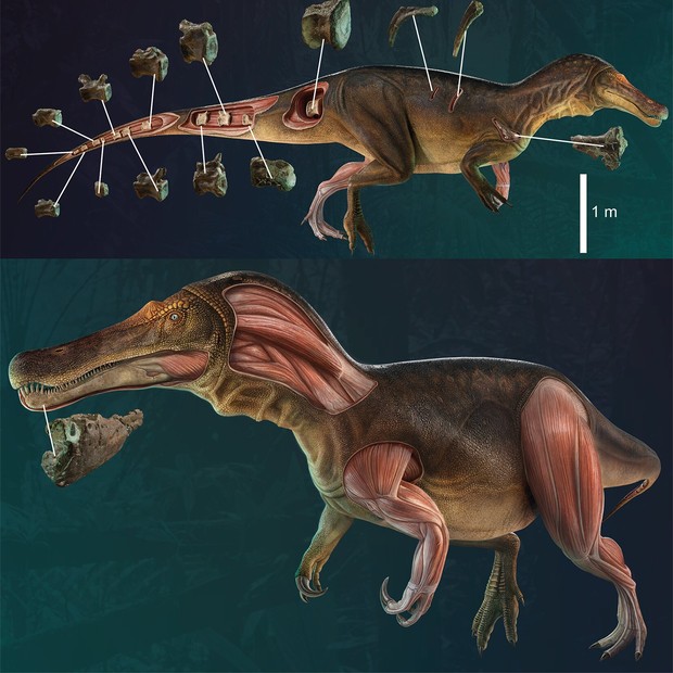 Reconstrução 3D do Iberospinus natarioi (Foto: Reprodução/Mateus, Estraviz-López Plos One)