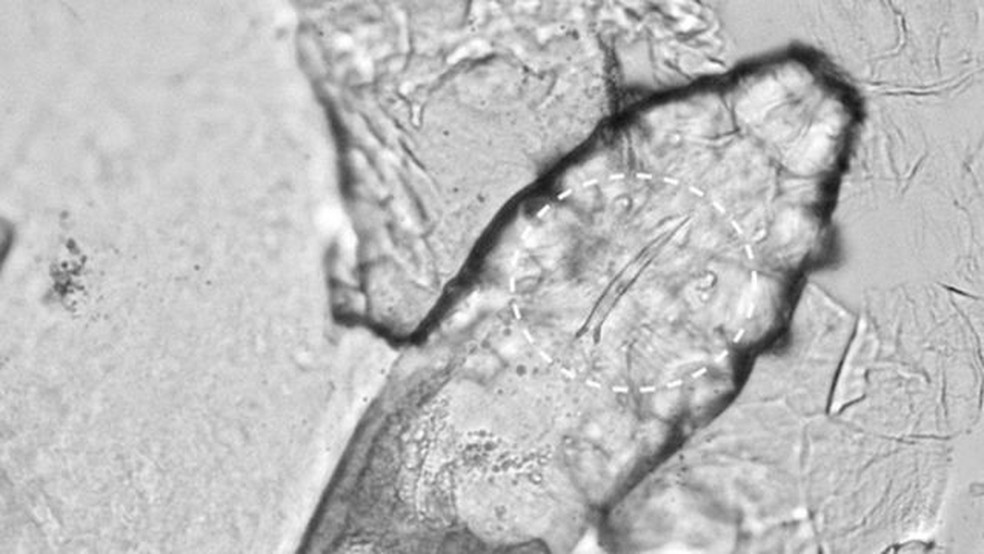 Pesquisas sugerem que essa espécie pode estar a caminho de ser completamente dependente de nós para sobreviver — Foto: UNIVERSITY OF READING