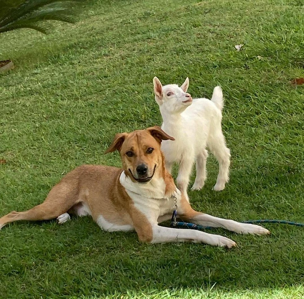 Cabra nasceu cega e foi adotada por casal do DF. O melhor amigo dela é o cachorro da família. — Foto: Instagram/Reprodução