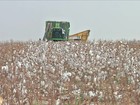 Queda no preço do algodão preocupa produtores do Mato Grosso