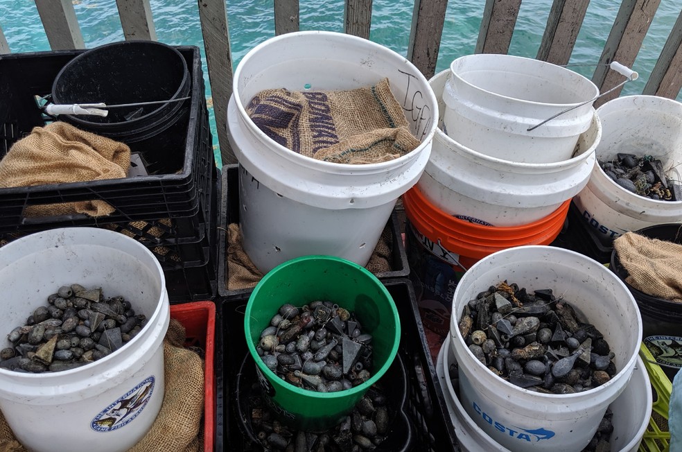 Chumbadas recolhidas pelos mergulhadores na FlÃ³rida â Foto: ReproduÃ§Ã£o/Jack Fishman/Facebook