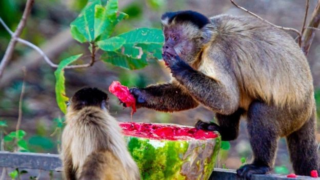 Macacos se alimentando de melancia deixada por voluntários; Pantanal vive seca histórica após incêndios devastadores do ano passado (Foto: CHICO FERREIRA VIA FUNDAÇÃO ECOTRÓPICA/BBC Brasil )