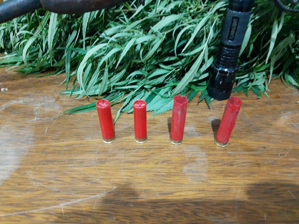 Munições da espingarda encontrada no sítio onde o suspeito tinha uma plantação de maconha — Foto: Divulgação/Denarc