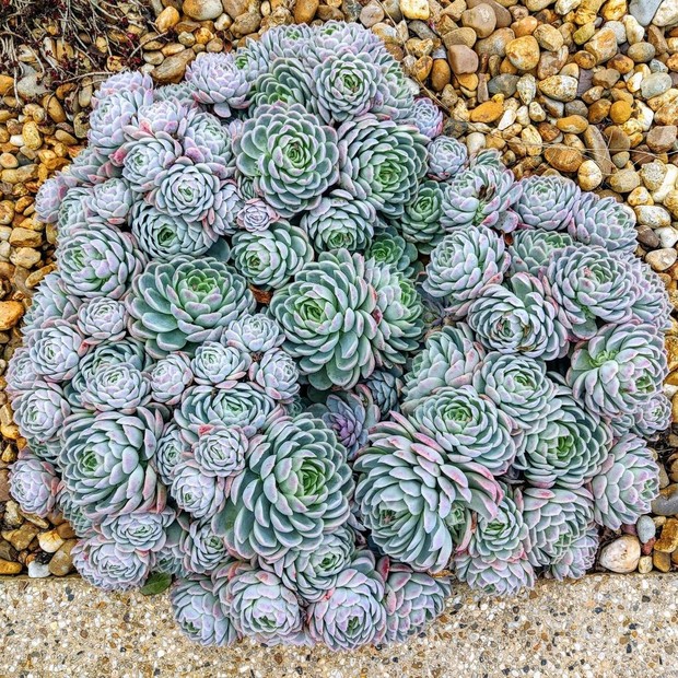 Todo sobre Echeveria elegans: suculenta conocida como bola de nieve mexicana (Foto: Reproducción / Instagram / @pottingdaddy)