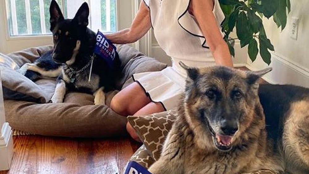 Mulher de Joe Biden com os cachorros do casal