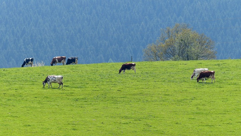fazenda-europa-vaca-pecuaria (Foto: Roman Boed/CCommons)