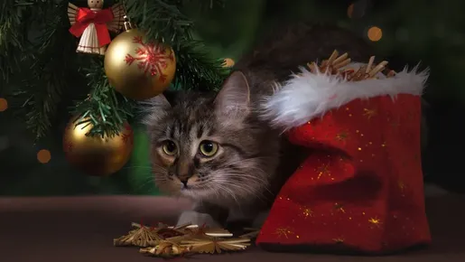 Gatos x decoração de Natal: como ornamentar a casa para os felinos?