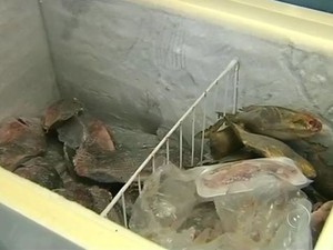 O mesmo período de 2015 apresentou número maior de peixes. (Foto: TV TEM/Reprodução) O mesmo período de 2015 apresentou número maior de peixes. (Foto: TV TEM/Reprodução)
