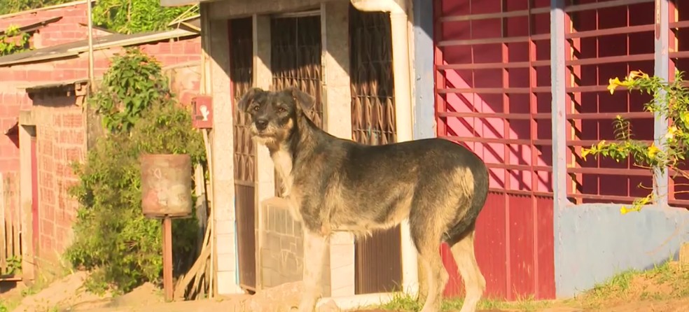 Em Rio Branco também é constante a presença de animais abandonados nas ruas  — Foto: Reprodução/Rede Amazônica Acre