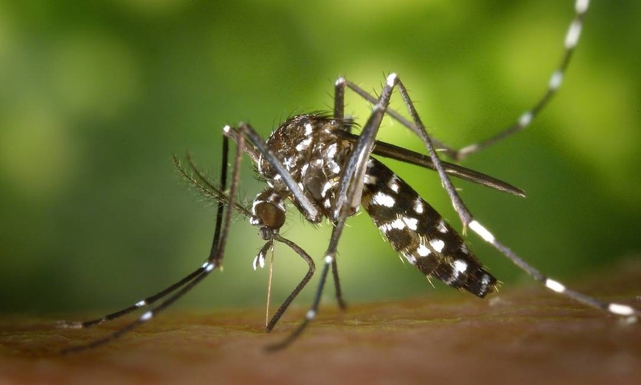 Pesquisadores da Universidade de Cambridge comprovam eficácia do método Wolbachia, conduzido no Brasil pela  Fiocruz,  de combate ao mosquito da dengue