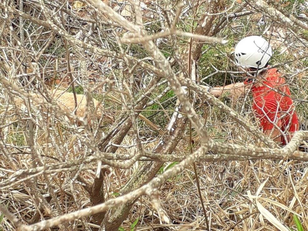 Na queda, carneiro acabou ficando enroscado na vegetação do barranco; resgate durou uma hora — Foto: Corpo de Bombeiros/Divulgação