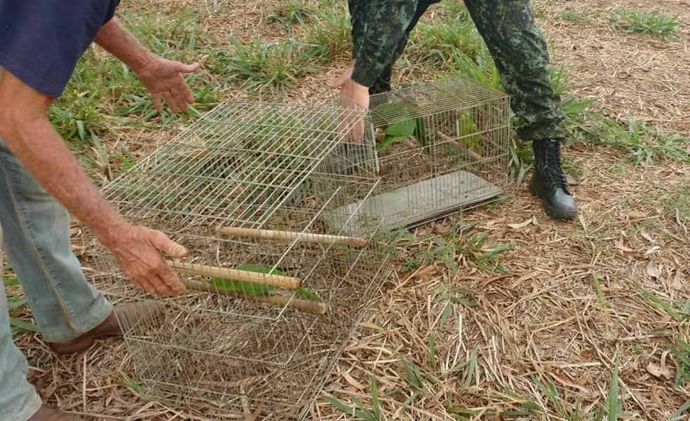 Maritacas foram soltas em uma fazenda em Pindorama (Foto: DivulgaÃ§Ã£o/Prefeitura)