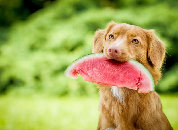 Cachorro comendo uma melância (Foto: Thinkstock)