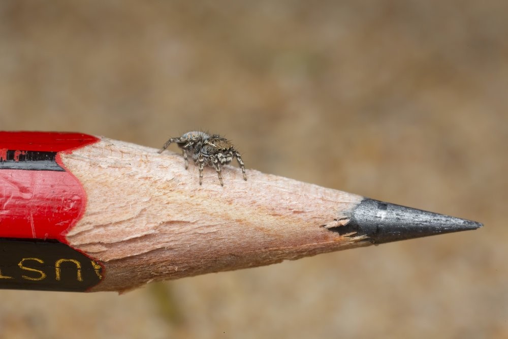 Apesar de serem venenosas, as aranhas não são perigosas para seres humanos (Foto: Reprodução)