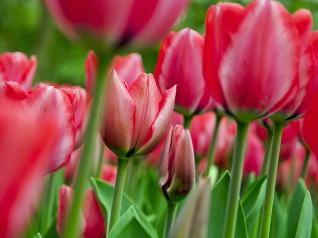 Keukenhof, o parque das tulipas da Holanda (Foto: Divulgação/Keukenhof)