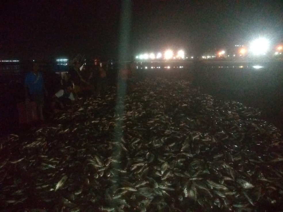 Peixes foram capturados em Bertioga, litoral de São Paulo — Foto: Divulgação/Valdecir Ferreira da Silva