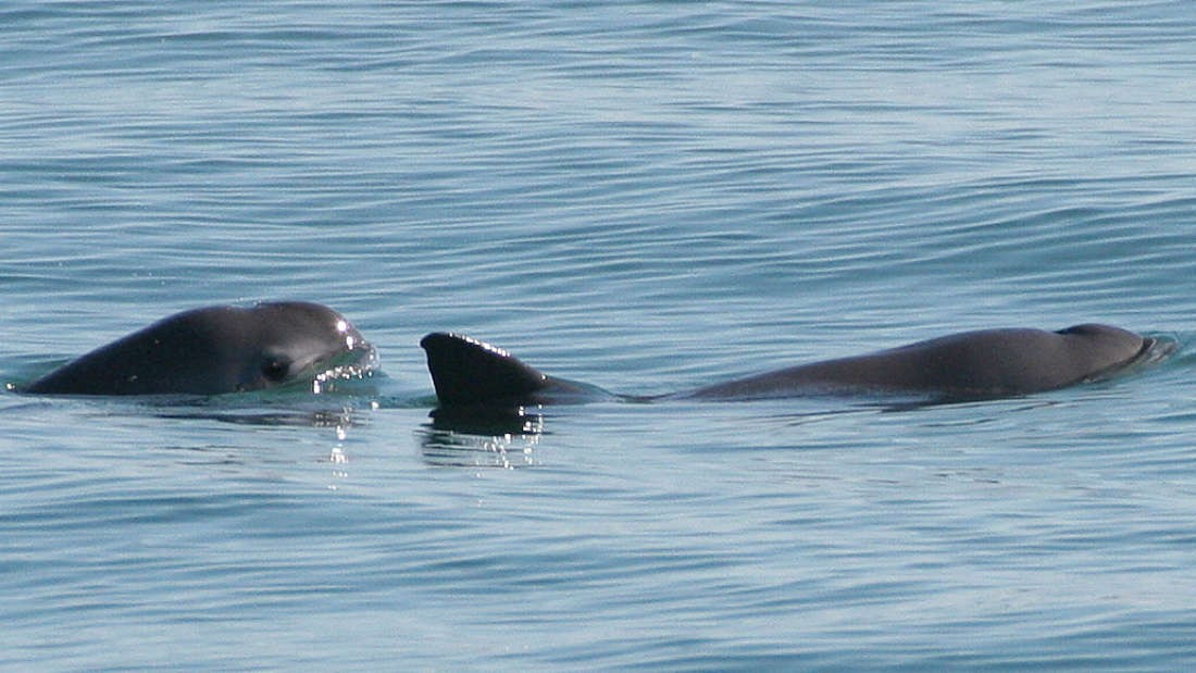 Vaquitas no oceano  (Foto: NOAA/ Wikimedia Commons )