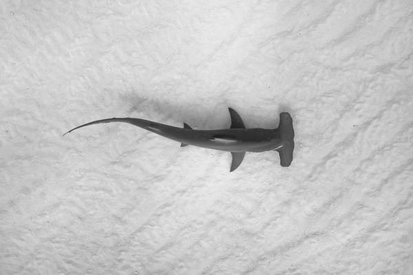 Espécie de tubarão segura respiração para se aquecer