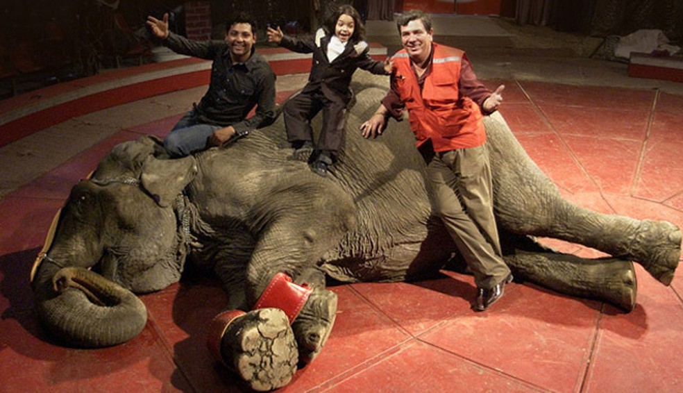 Ramba foi resgatada em um circo e vive no Chile — Foto: Santuário do Elefantes Brasil/Divulgação