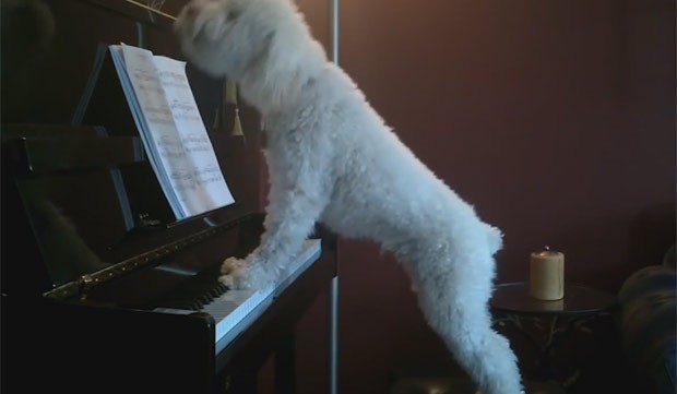 Cão foi filmado uivando enquanto tocava 'acordes' no piano (Foto: Reprodução/YouTube/Paul Higham)