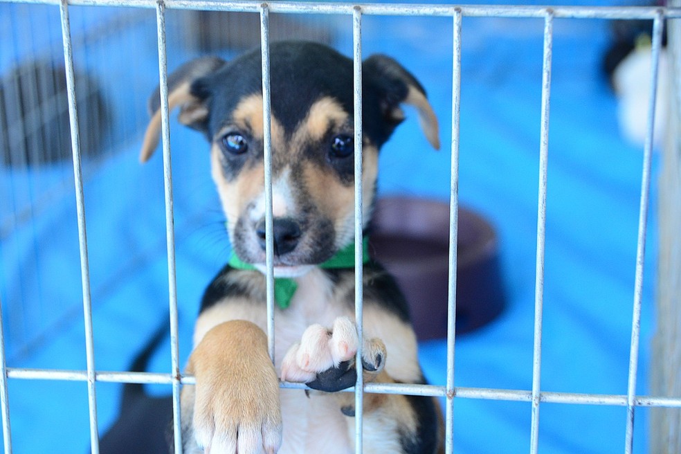 Adotar é dar e receber amor  — Foto: Prefeitura de Sorocaba/Divulgação
