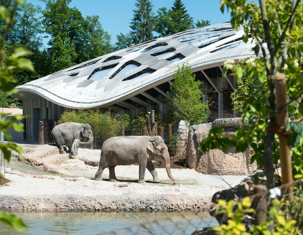 Casa de elefantes simula floresta da Tailândia  (Foto: Por Adriana Mori | Fotos: Jean-Luc Grossmann/ Zoo Zürich/ divulgação)