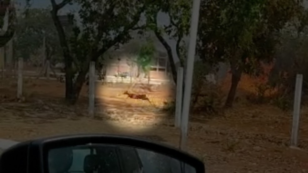 O animal foi avistado por um motorista que passava pelo local — Foto: Stepheson Sousa