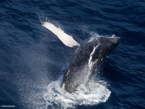 Uma baleia jubarte se dirige ao sul da Antártida para o verão (Foto: Paul Hilton / Greenpeace)