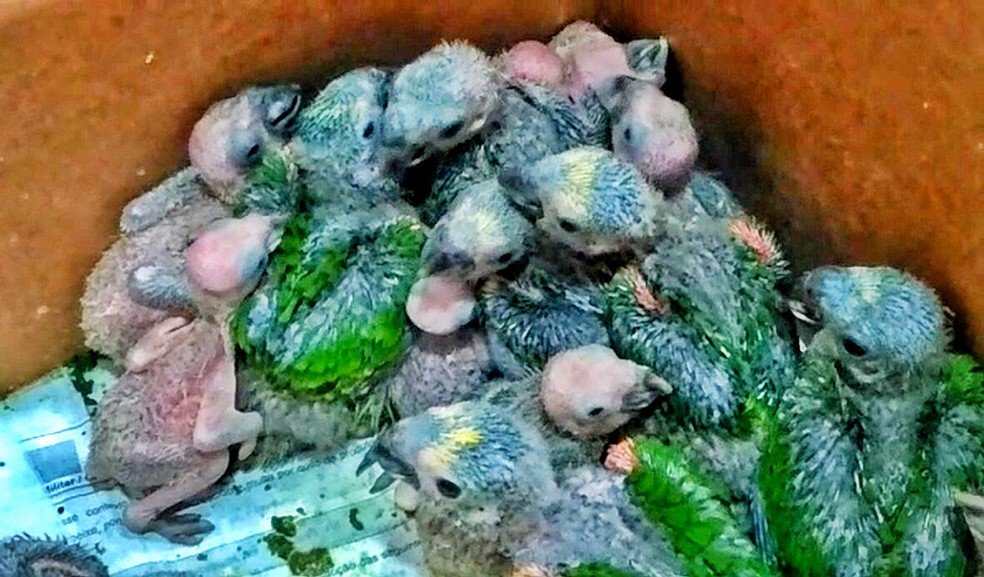 Os filhotes de papagaios armazenados pelos traficantes em caixas de papel&Atilde;&pound;o  &acirc;?? Foto: PMA / Divulga&Atilde;&sect;&Atilde;&pound;o 