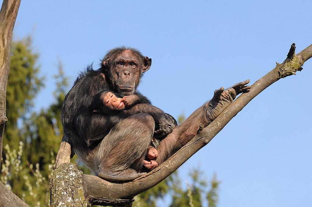 Os chimpanzés compartilham 98% do DNA com os humanos (Foto: Böhringer Friedrich/ Wikimedia Commons/ CreativeCommons)