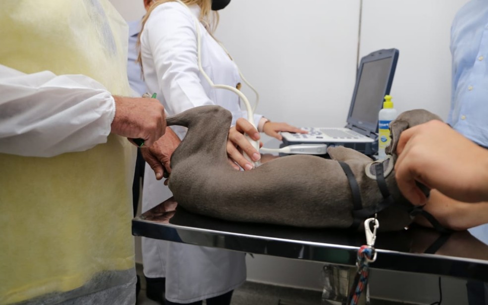 SineBahia oferece vagas de emprego para veterin&aacute;rio nesta ter&ccedil;a-feira; confira  &mdash; Foto: Divulga&ccedil;&atilde;o/Prefeitura de Goi&acirc;nia