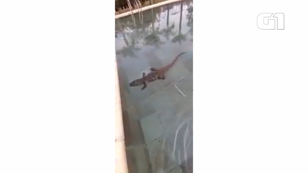 Jacare E Flagrado Nadando Em Piscina De Hotel Em Porto Iguacu Video Oeste E Sudoeste G1