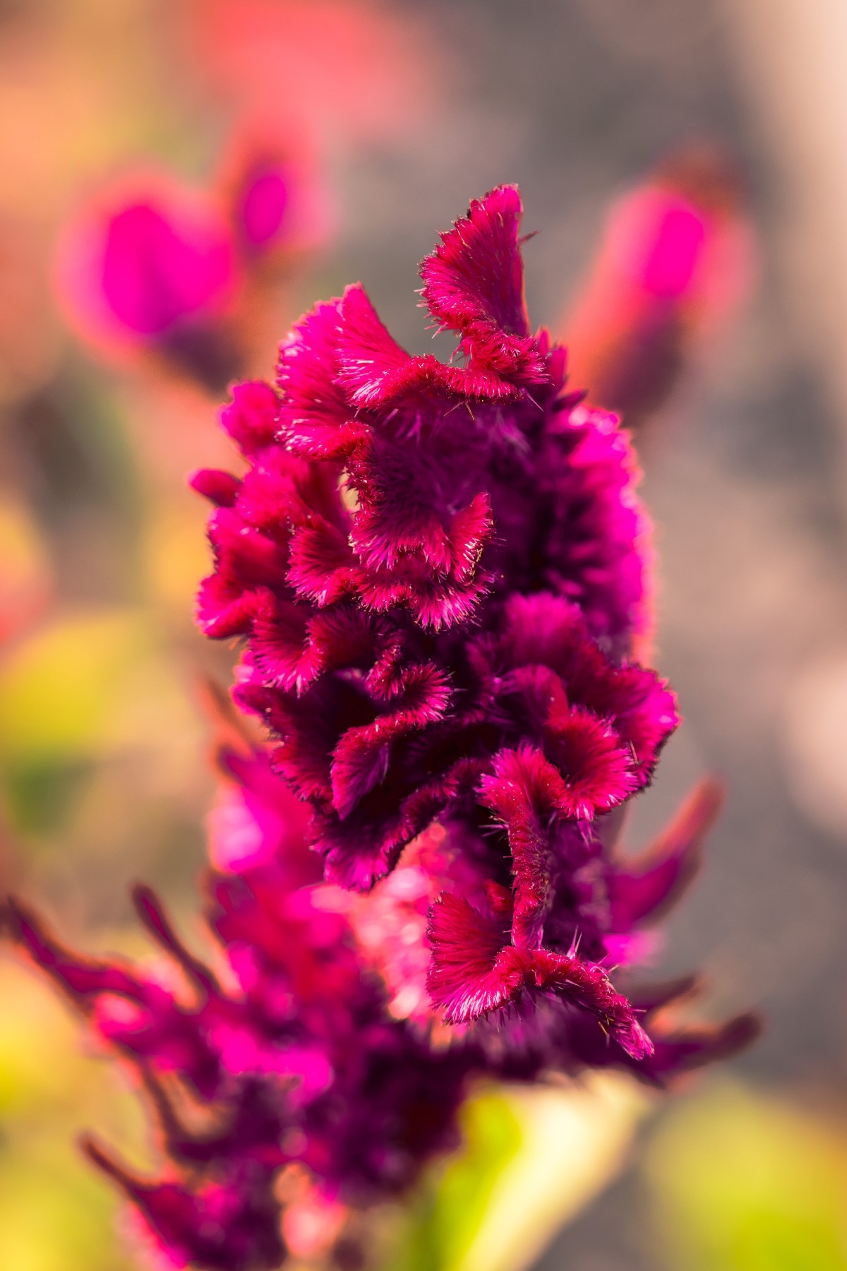 A planta Rabo-de-galo passou por melhoramento genético. Logo, a espécie tem flores e formas diferentes (Foto: Pexels / Uwe Nake / CreativeCommons)