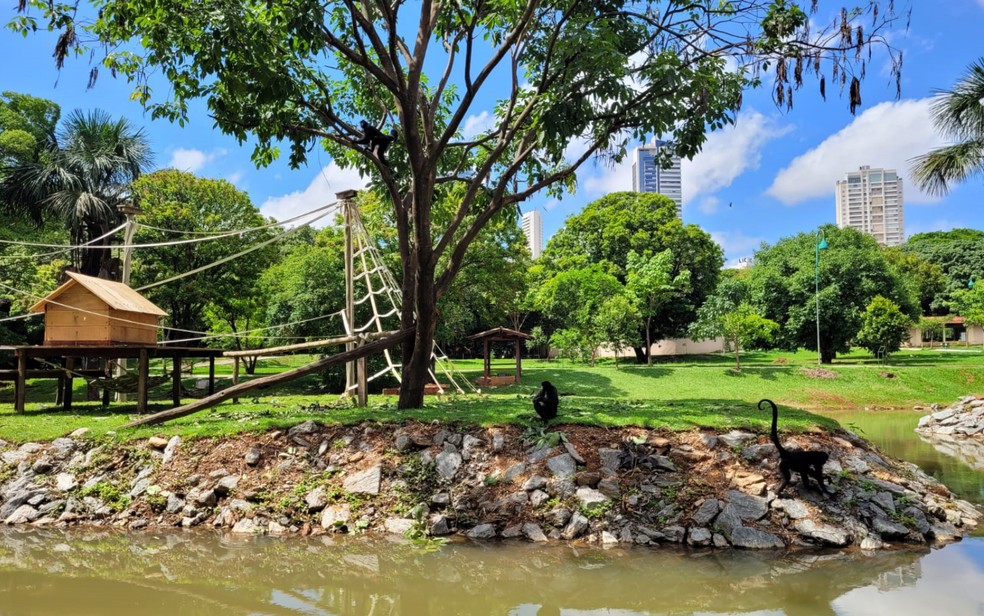 Macacos estão nas novas ilhas do lago após reforma no Zoológico de Goiânia — Foto: Prefeitura de Goiânia/Divulgação