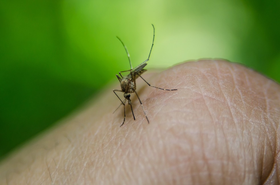 Mosquito Aedes aegypti é o transmissor das arboviroses — Foto: Pixabay/Divulgação