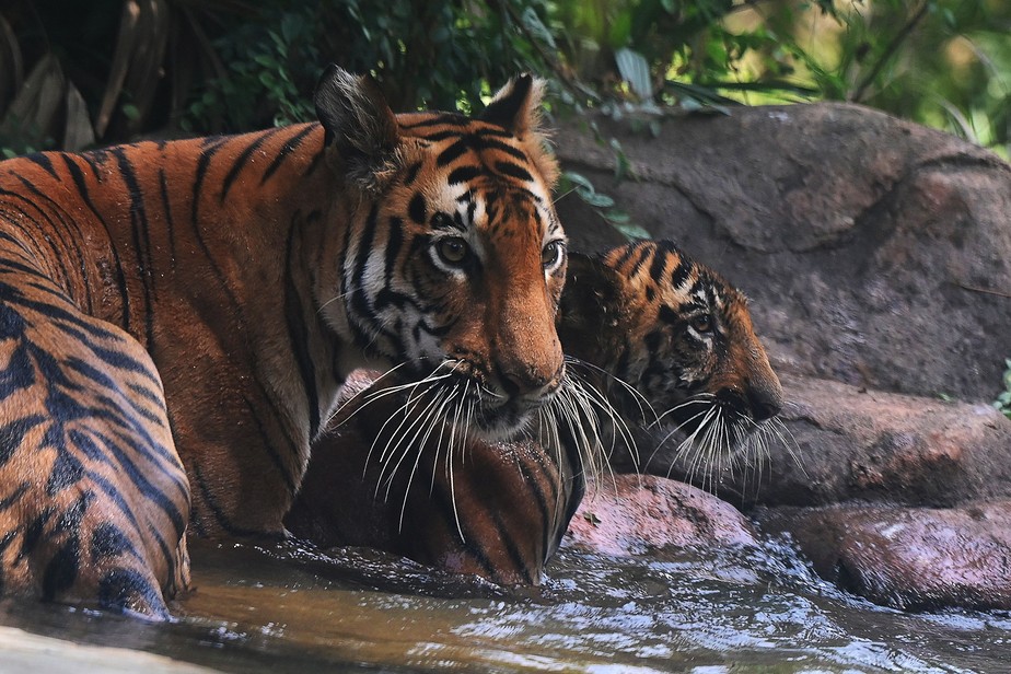 Tigre bengala na Índia