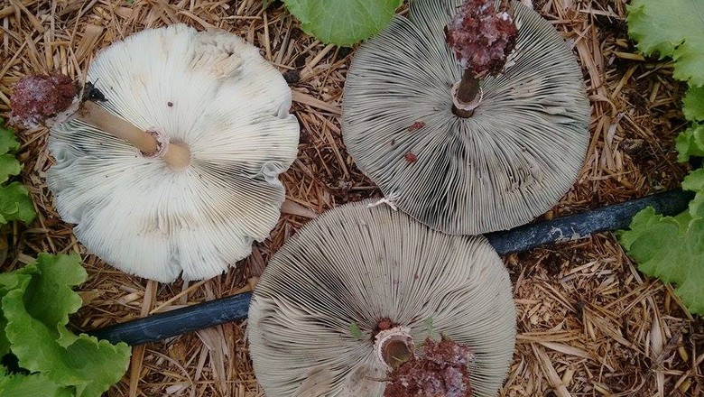 cogumelos-lucas-haak (Foto: Lucas Haak)