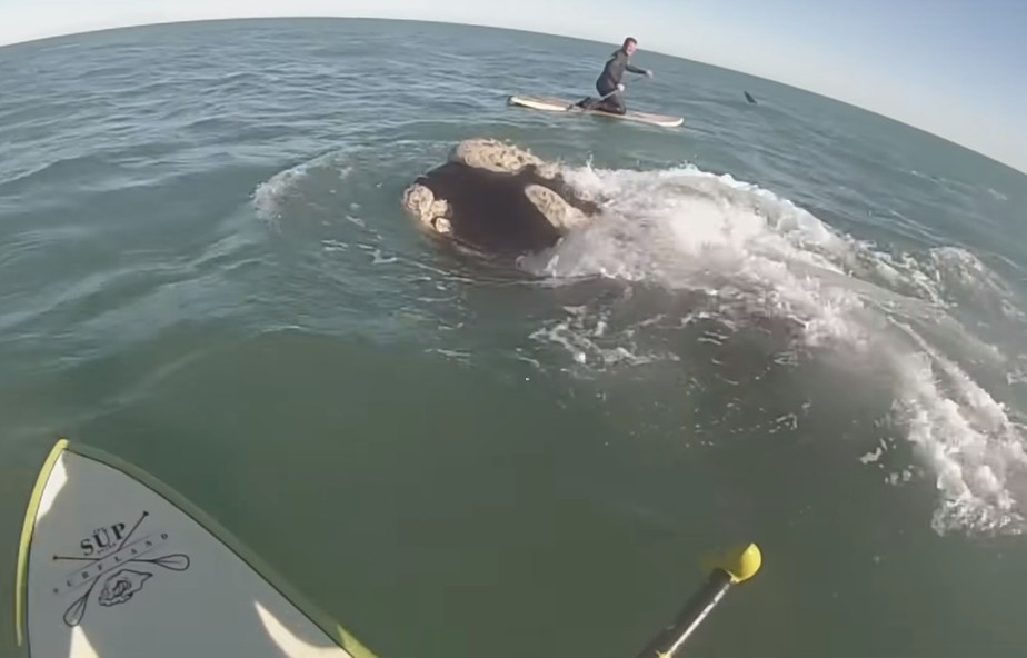 Surfistas são cercados por 12 baleias na Argentina