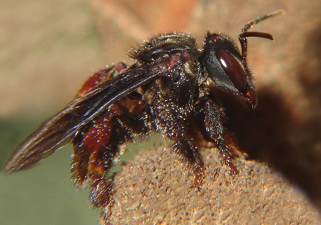 Algumas abelhas se alimentam de carne (Foto: Wikimedia Commons/ José Reynaldo da Fonseca/ CreativeCommons)