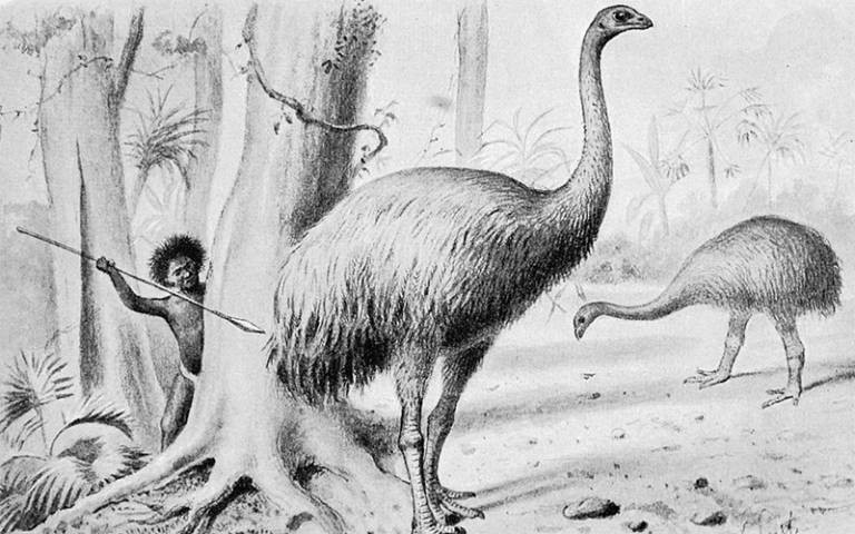 Aves que não voam eram mais comuns antes da dominação humana. Acima: moa, uma ave extinta que não voa da Nova Zelândia (Foto: Joseph Smit/Wikimedia Commons)