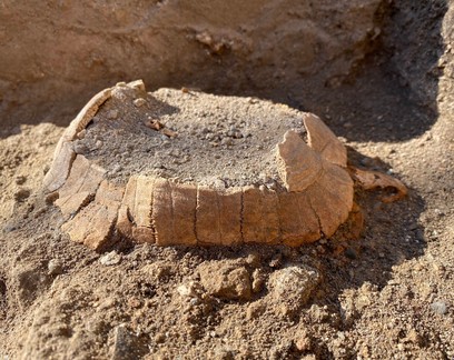 Escavações em Pompeia revelam restos de tartaruga grávida de 2 mil anos