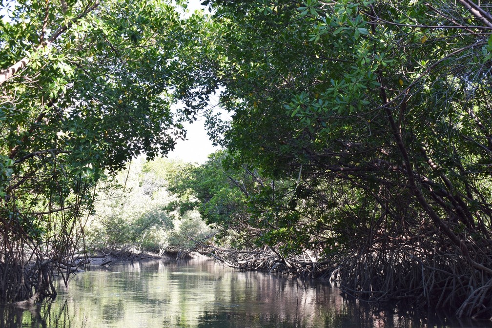 Gamboas são caminhos que se formam em meio à vegetação dos mangues e que se enchem de água com o fluxo da maré alta (Foto: Maxwell Almeida)