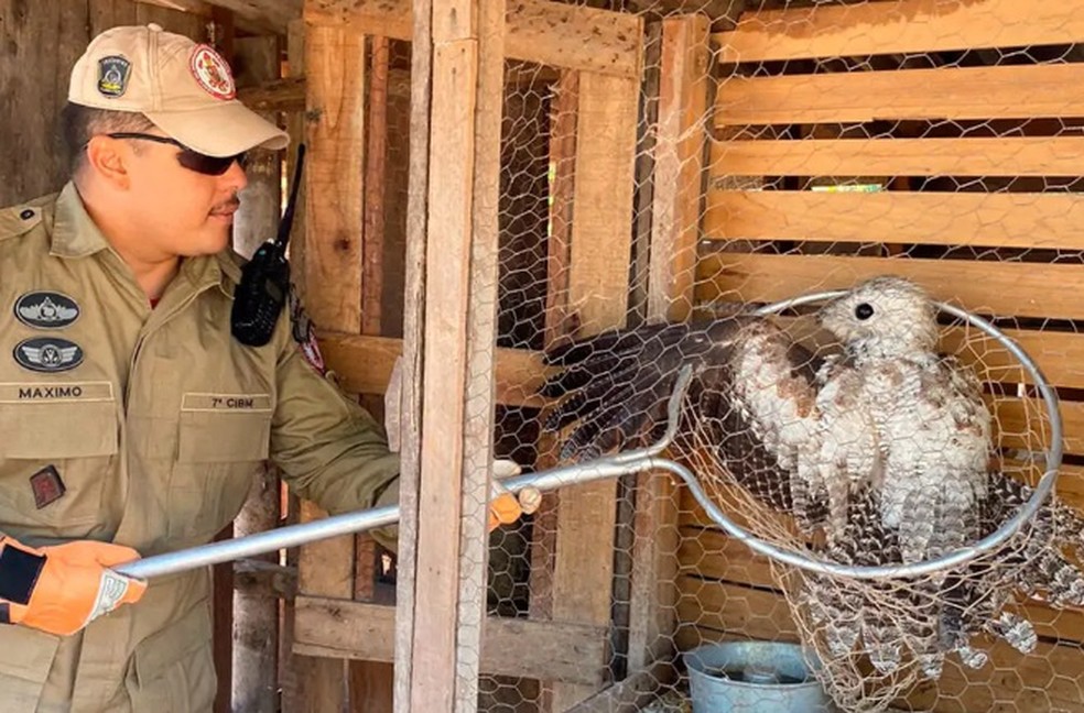 Urutau foi levado a uma unidade da Sema-MT. — Foto: Corpo de Bombeiros-MT/Cedida