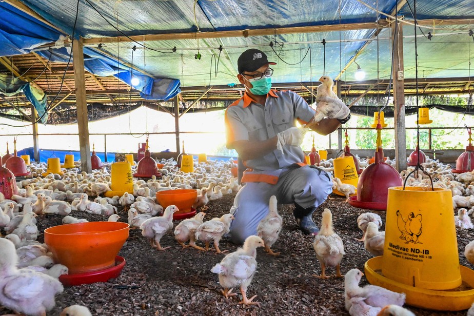 Funcionário do governo da Indonésia examina frangos em granja no país, em busca de sinais da gripe aviária