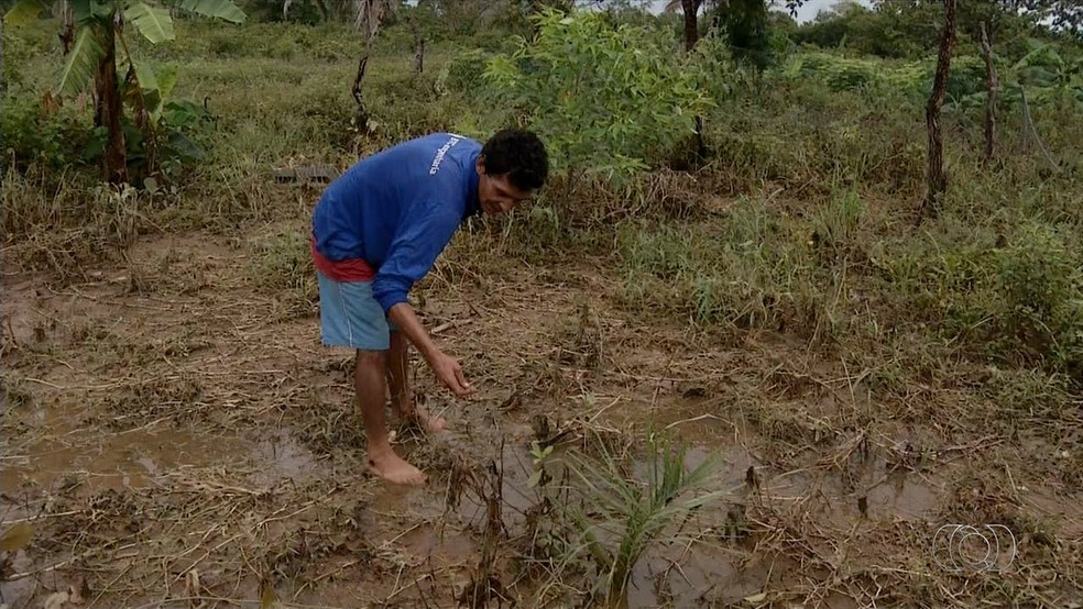 Produtor rural perde lavoura de feijão e mandioca por causa da enchente em Pium (Foto: Reprodução/TV Anhanguera)