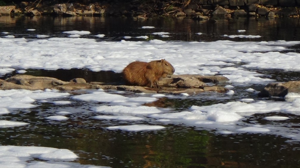 Capivara no Rio Piracicaba cheio de espuma nesta terça-feira, 17 de julho (Foto: Edijan Del Santo/EPTV)
