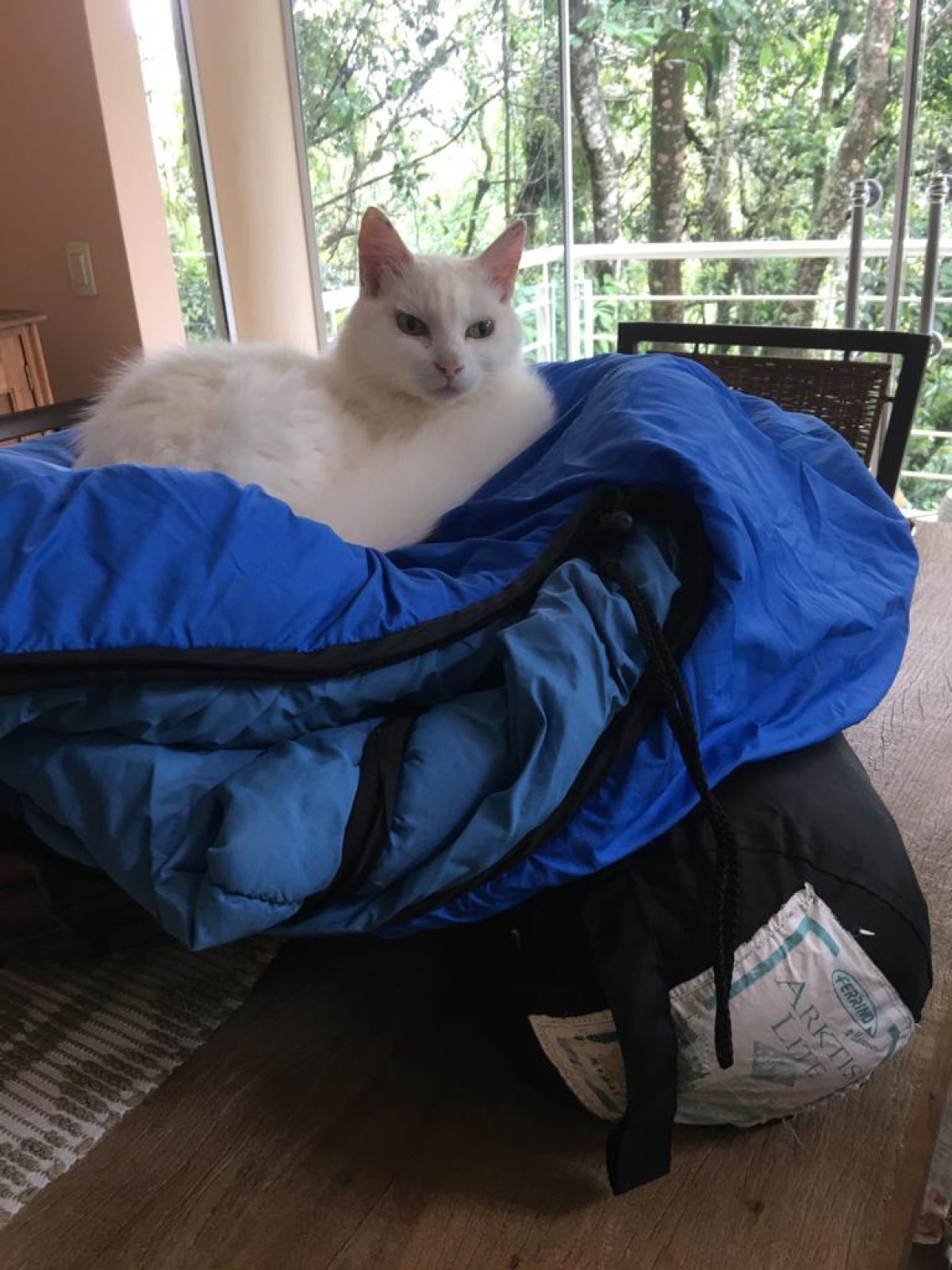 Na foto, a gata Camila está acomodada dentro de uma mala de viagem  (Foto: Arquivo Pessoal/ Maria de Fátima Serralheiro)