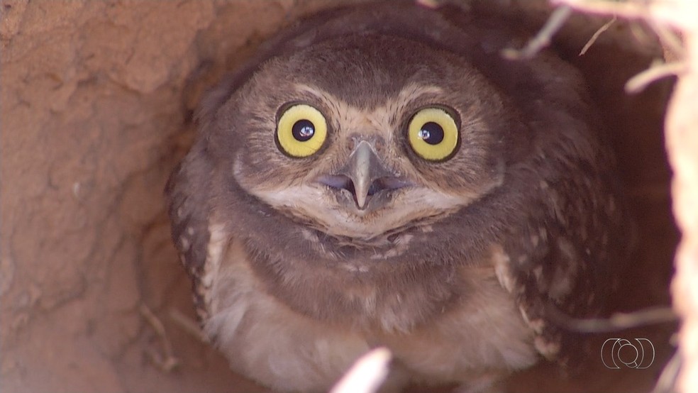 Corujas buraqueiros fazem ninhos para guardar ovos e se protefer dos predadores — Foto: Reprodução/TV Anhanguera