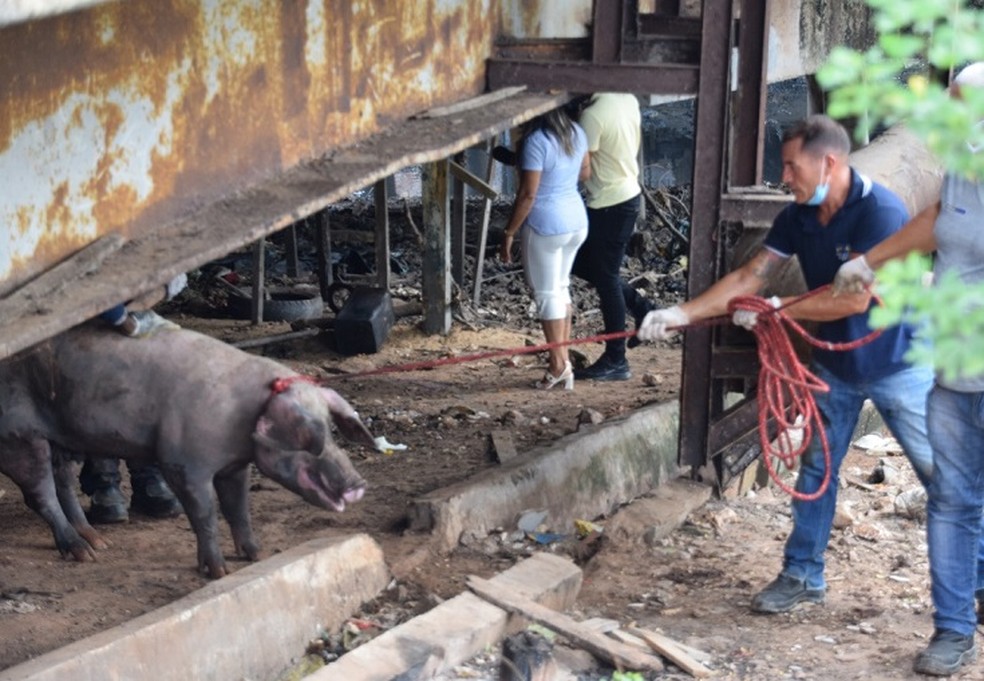 Porcos foram encontrados em situação insalubre e agora serão sacrificados — Foto: Divulgação/MP-MA