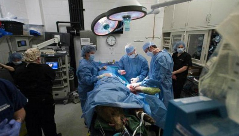urso_cirurgia_planeta_bicho (Foto: Divulgação/Colorado State University)